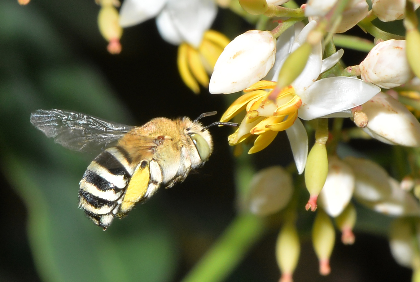 A blue banded bee foraging for pollen near a white flower