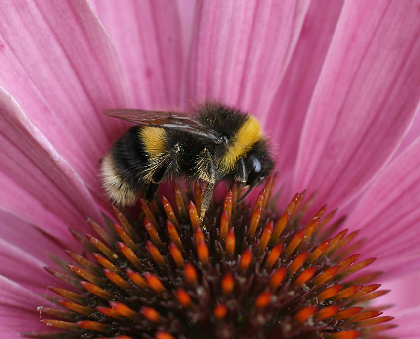A bumblebee landed on a flower centre ready to collect pollen