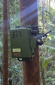 an acoustic recording device attached to a tree