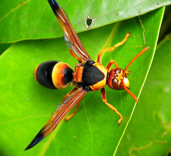 a yellow/orange coloured wasp with black markings on a bright green leaf