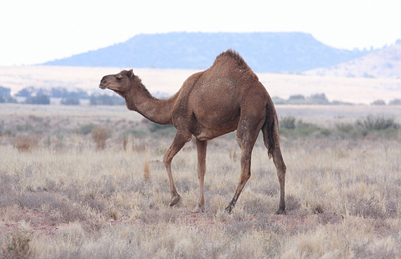 feral camel