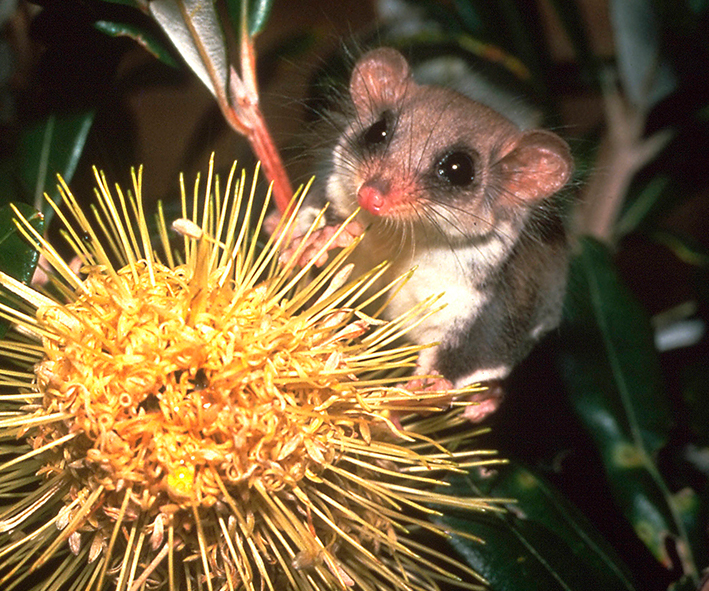 Image of an Eastern pygmy possum