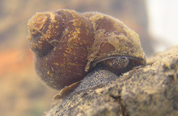 Notopala hanleyi (Hanley's River Snail). Photo by D. Gilligan