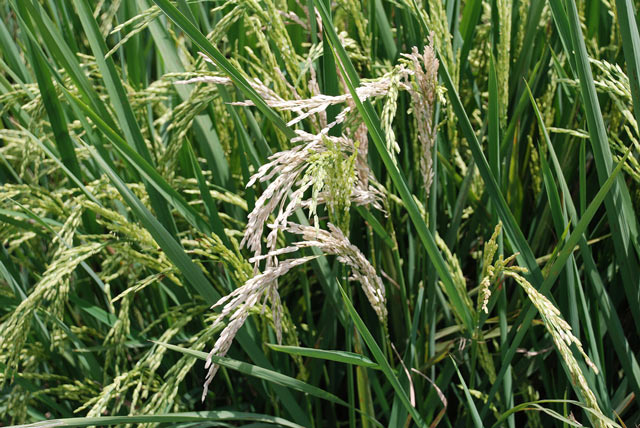 Rice crop with some "white heads" - the pannicle is white instead of green.