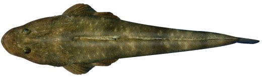 Dusky flathead