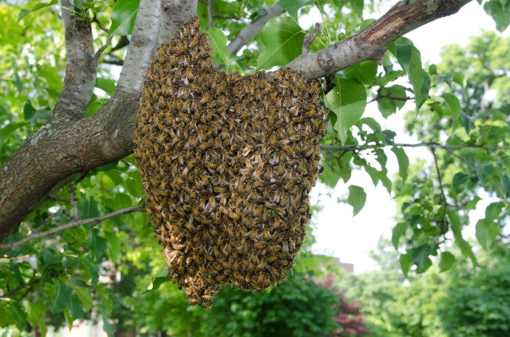 Swarm of European honey bees attached to a branch