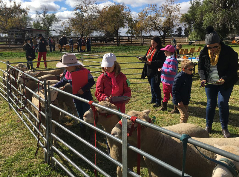 Young agricultural enthusiasts at previous Trangie Junior Show Judging Competitions.