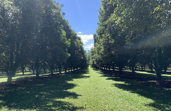 macadamia orchard with green grass and sunsine