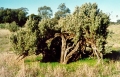 Old Man Saltbush