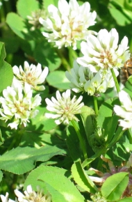 Talish clover