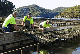 Oyster farming