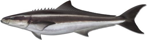 Cobia