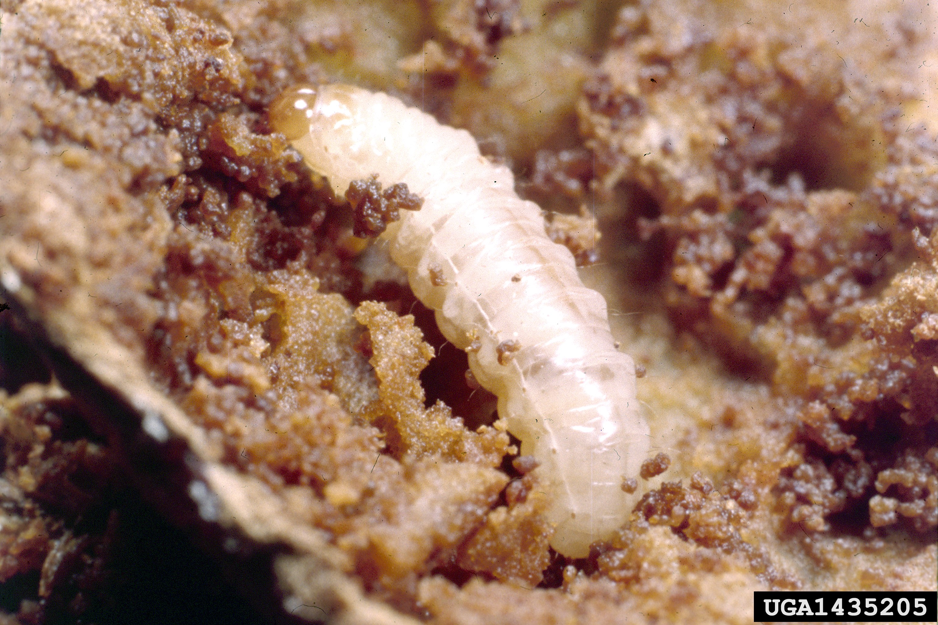Yellowish white larva with a brown head, in brown mush