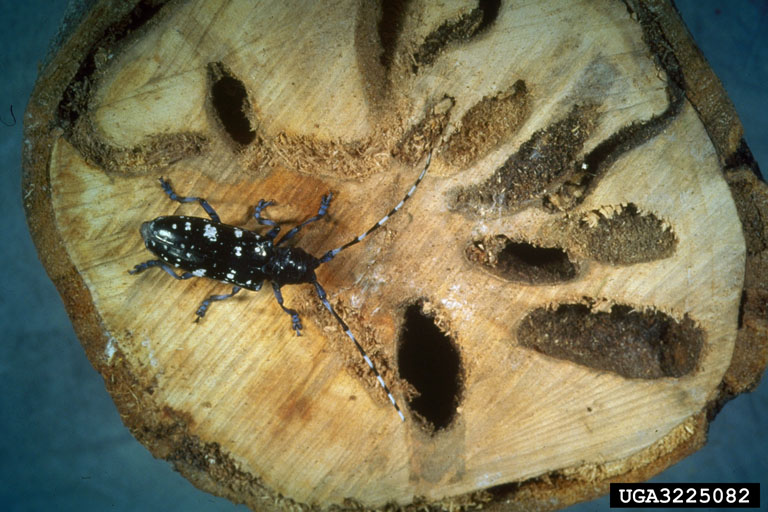 Circular cross section of a branch with borer holes and an asian long horn beetle on the surface. Beetle is black with white dots and long black and white striped antennae