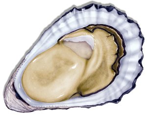 Sydney rock oyster