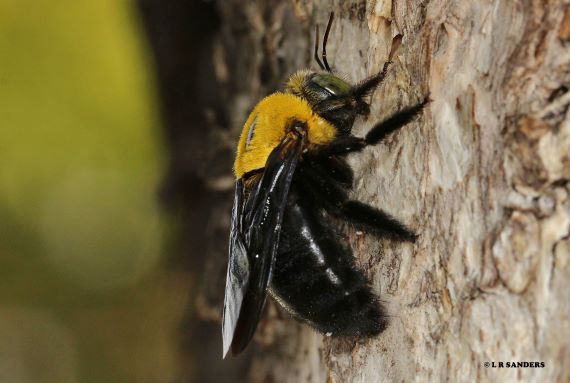 A female great carpenter bee resting on a tree trunk