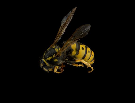 A specimen of a European wasp showing the yellow banding with dark markings and dots on abdomen