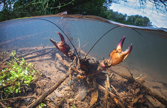 Euastacus dharawalus (Fitzroy Falls Spiny Crayfish (Photo by Alex Pike)