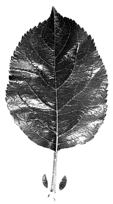 Northern Spy leaf