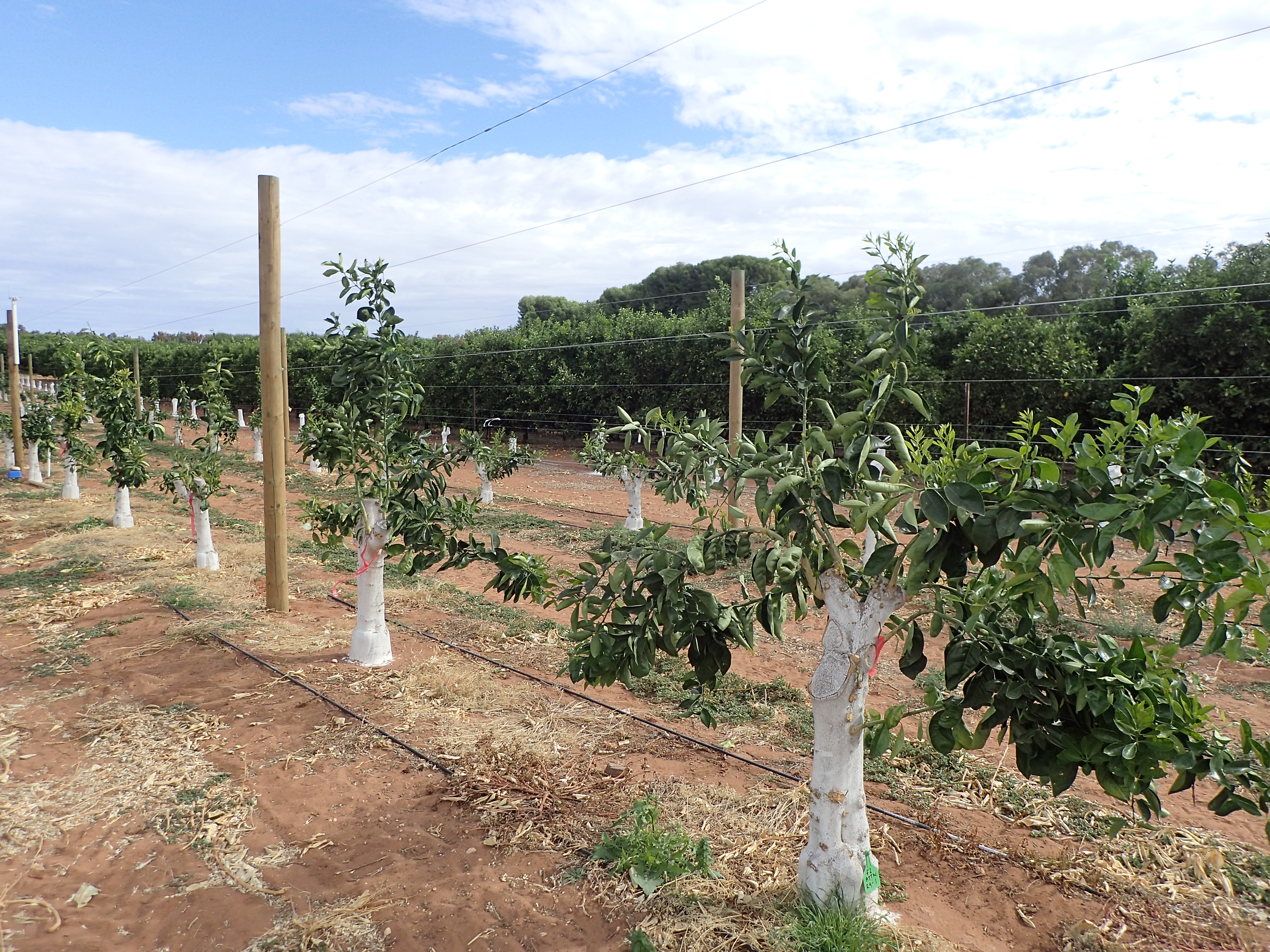 Figure 2. A broad view of one of the two trellis trial sites