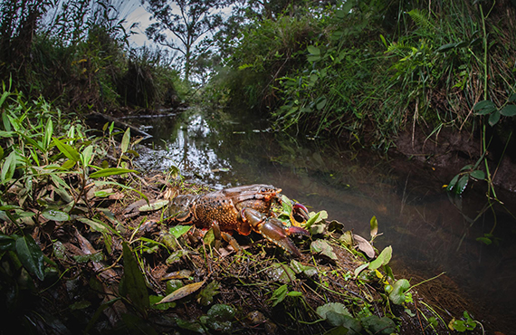 A Fitzroy Falls Spiny Crayfish on a riverbank. Image by Alex Pyke
