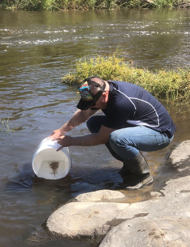 Trevor Daly releasing Southern Purple Spotted Gudgeon into Tenterfield Creek.