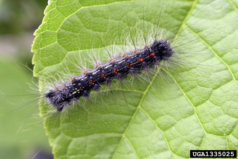 Look out for spongy moth and call the Exotic Plant Pest Hotline, 1800 084 88, if you see signs of the exotic pest. Its distinctive hairy caterpillar has five pairs of blue and six pairs of red spots.