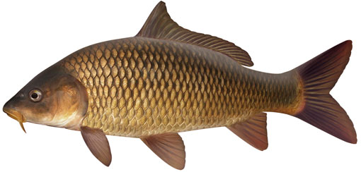 Common carp