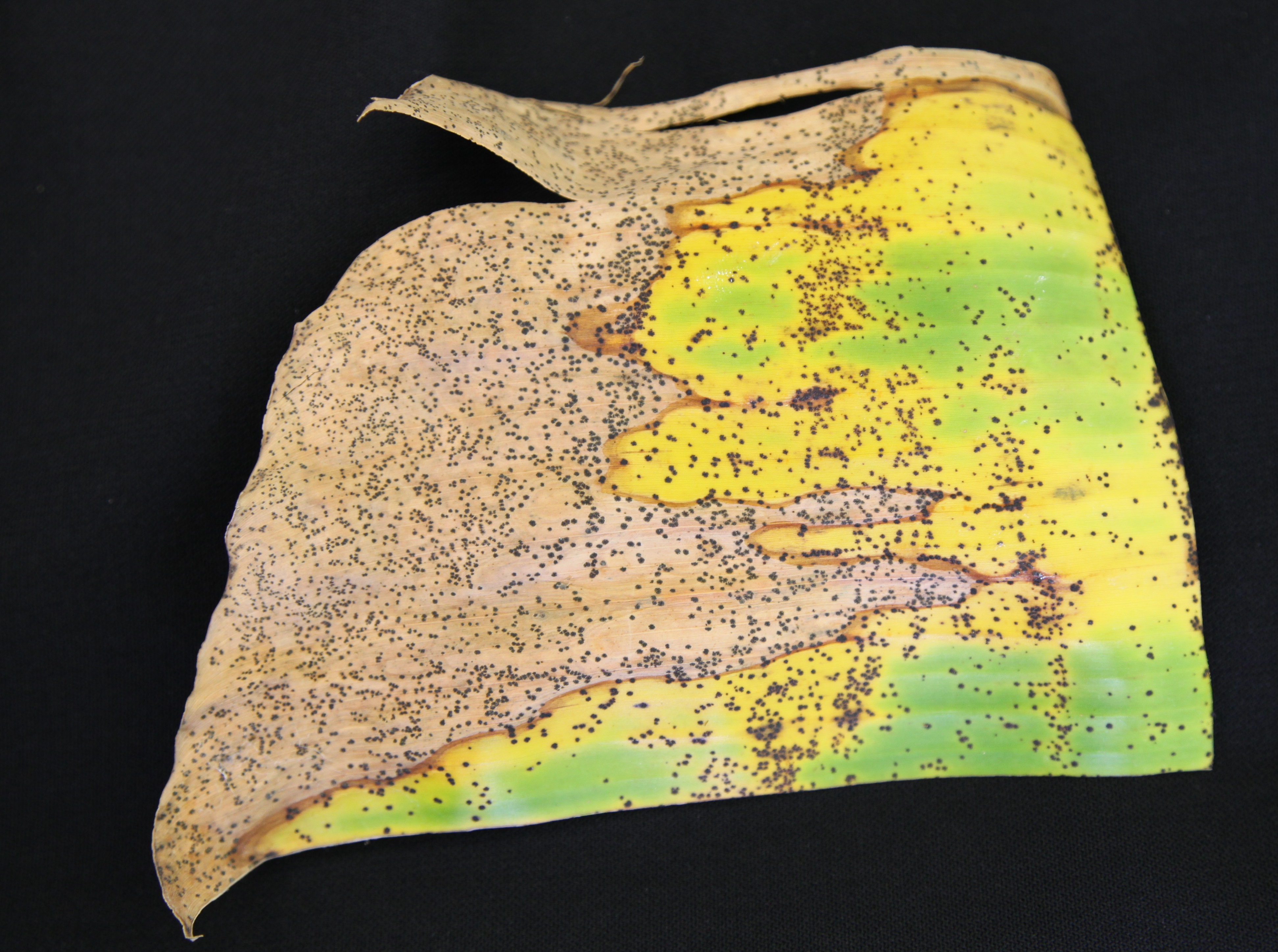 Section of banana leaf with large patch that has browned with yellow margins. Whole leaf is covered in brown fungal spots