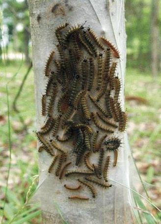 Burning moth caterpillars moving in a group on a white tree trunk.