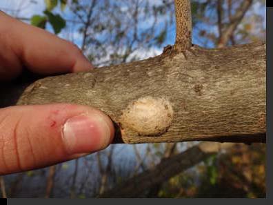 Burning moth egg cocoon on the side of a willow branch, which is being held by a person's hand.