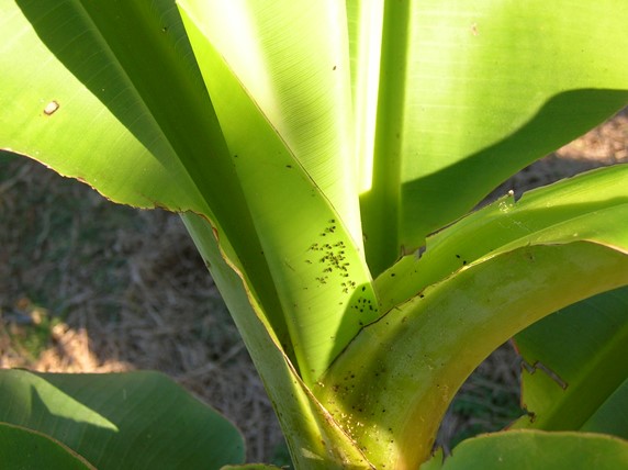 Bright green banana plant with many small round dark insects on the leaf sheath