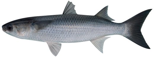 Sea mullet