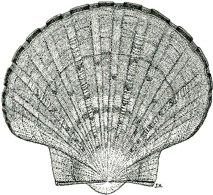 Scallop