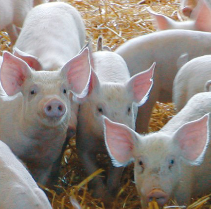 Piglets in a pen are looking towards the camera