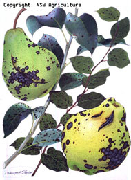 Fleck disease pome fruit