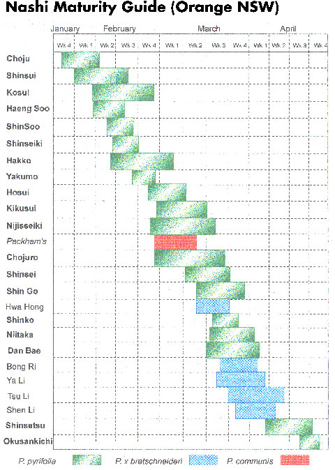 Nashi fruit maturity guide