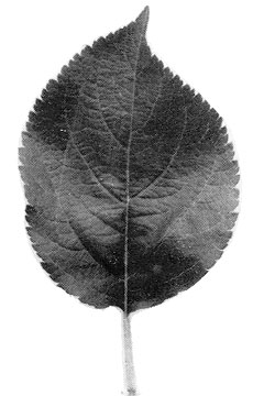 M.25 leaf