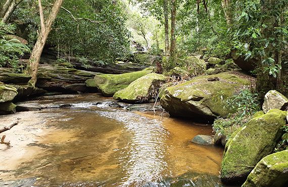 Adam's Emerald DF habitat (Photo: A. Grieve)