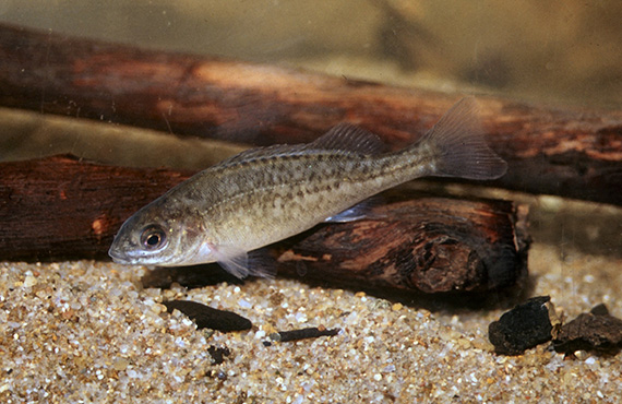 A juvenile Silver Perch (Photo: D. Gilligan)