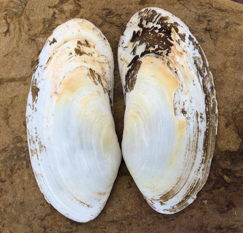 Two halves of a Gaper clam (Lutraria rhynchaena) shell showing the off white elongated shell, with a brown skin on the right edge of the right half.