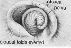 Reproductive organs of an immature male goose