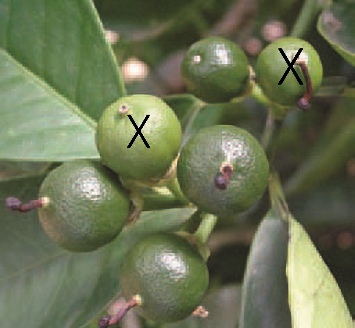 Figure 5. Counting fruit at the end of the first fruit drop period (fruit size between 10–15 mm). Only 4 fruit are counted in this sample as the remaining 2 fruit are light coloured and will probably drop.