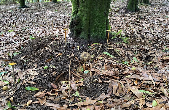 compost surrounding macadamia tree trunk with roots exposed