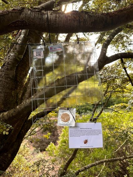 A caged sticky trap hanging from a tree, trap is opaque and in a wire cage with labels and a round tan coloured lure attached.
