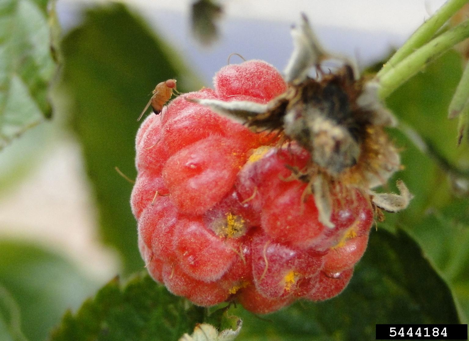 A raspberry with a small brown fly on the surface