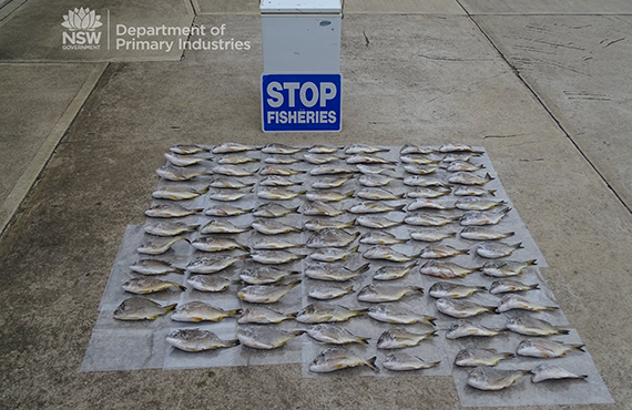 106 yellowfin bream seized in Merimbula NSW by NSW DPI Fisheries 