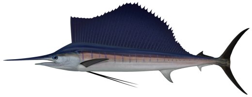 Sailfish