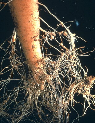 Carrot root with a "bearded look" due to a profusion of rootlets from the main tap root and brown carrot cyst nematode cysts (the small brown balls) located on the infested carrot rootlets.