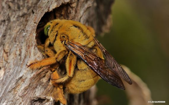 A male great carpenter bee entering a small burrow on a tree trunk
